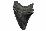 Serrated, Fossil Megalodon Tooth - South Carolina #332233-1